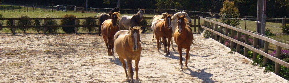 Horses running2