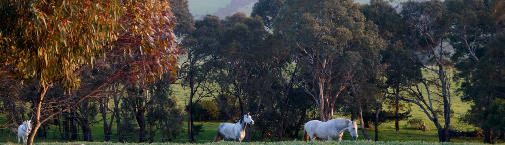 Grey horses2