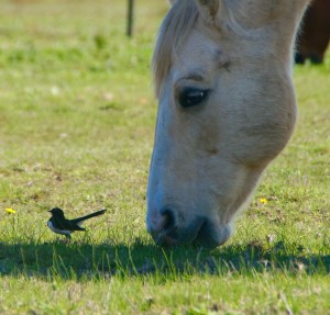 Luca and bird